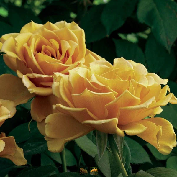 Alex’s Lemonade Stand Rose (5 Gallon)