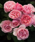 All Dressed Up™ Rose (5 Gallon)