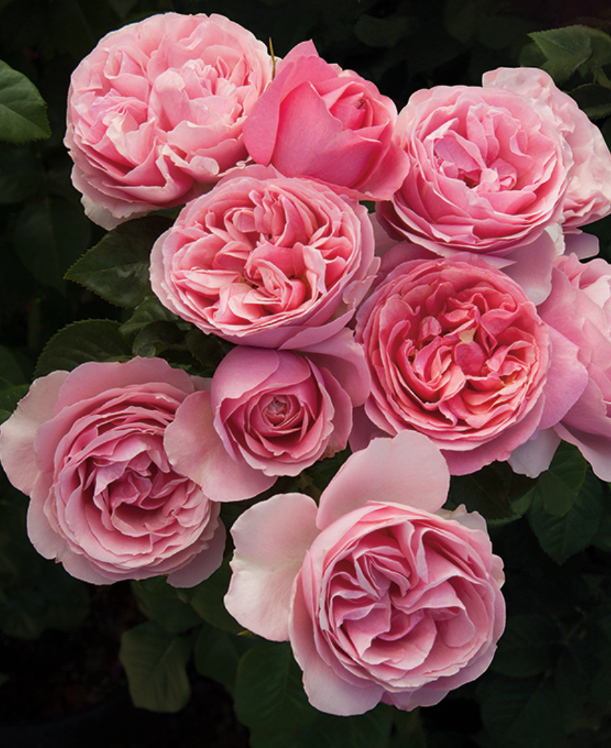 All Dressed Up™ Rose (5 Gallon)