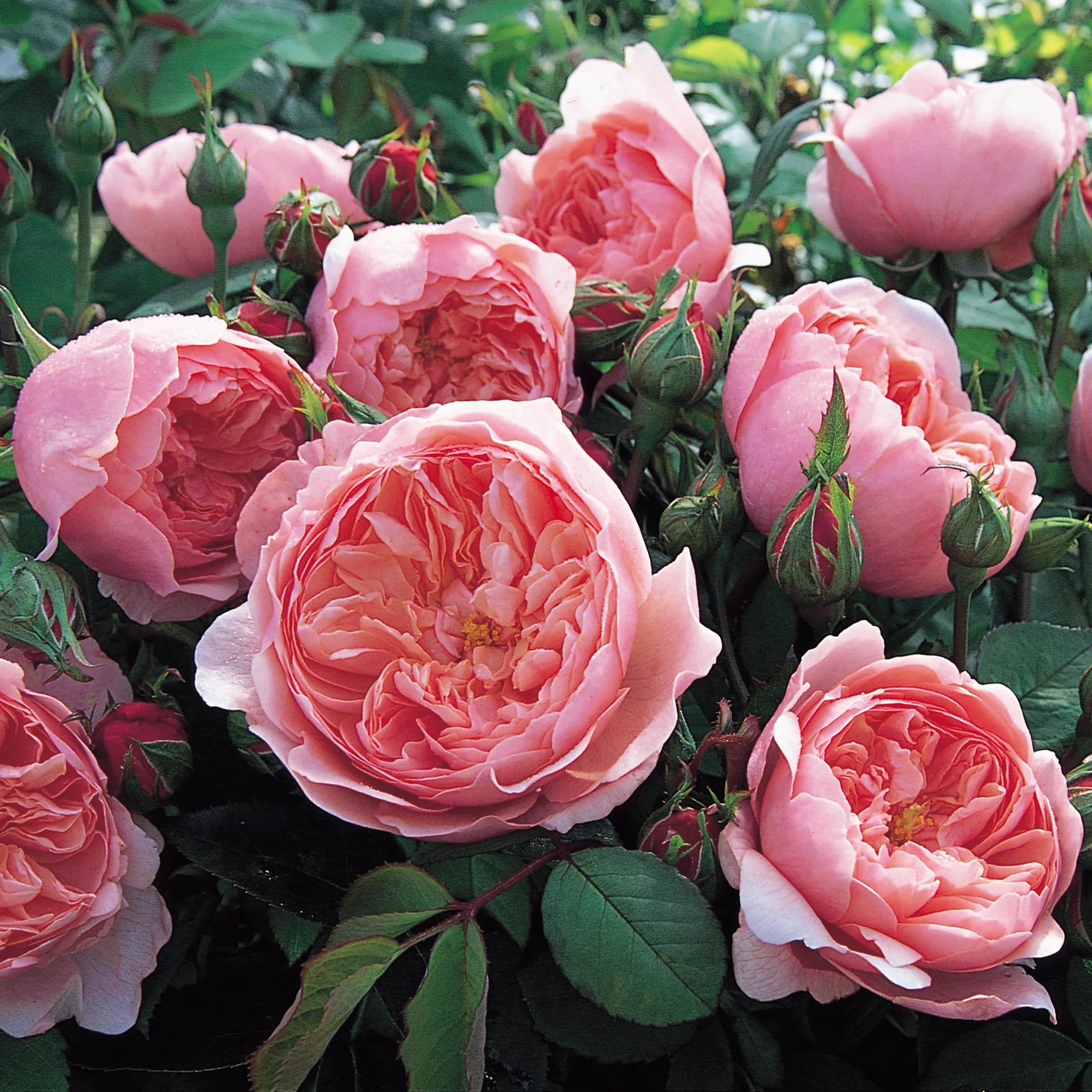 The Alnwick Rose English Rose (5 Gallon)