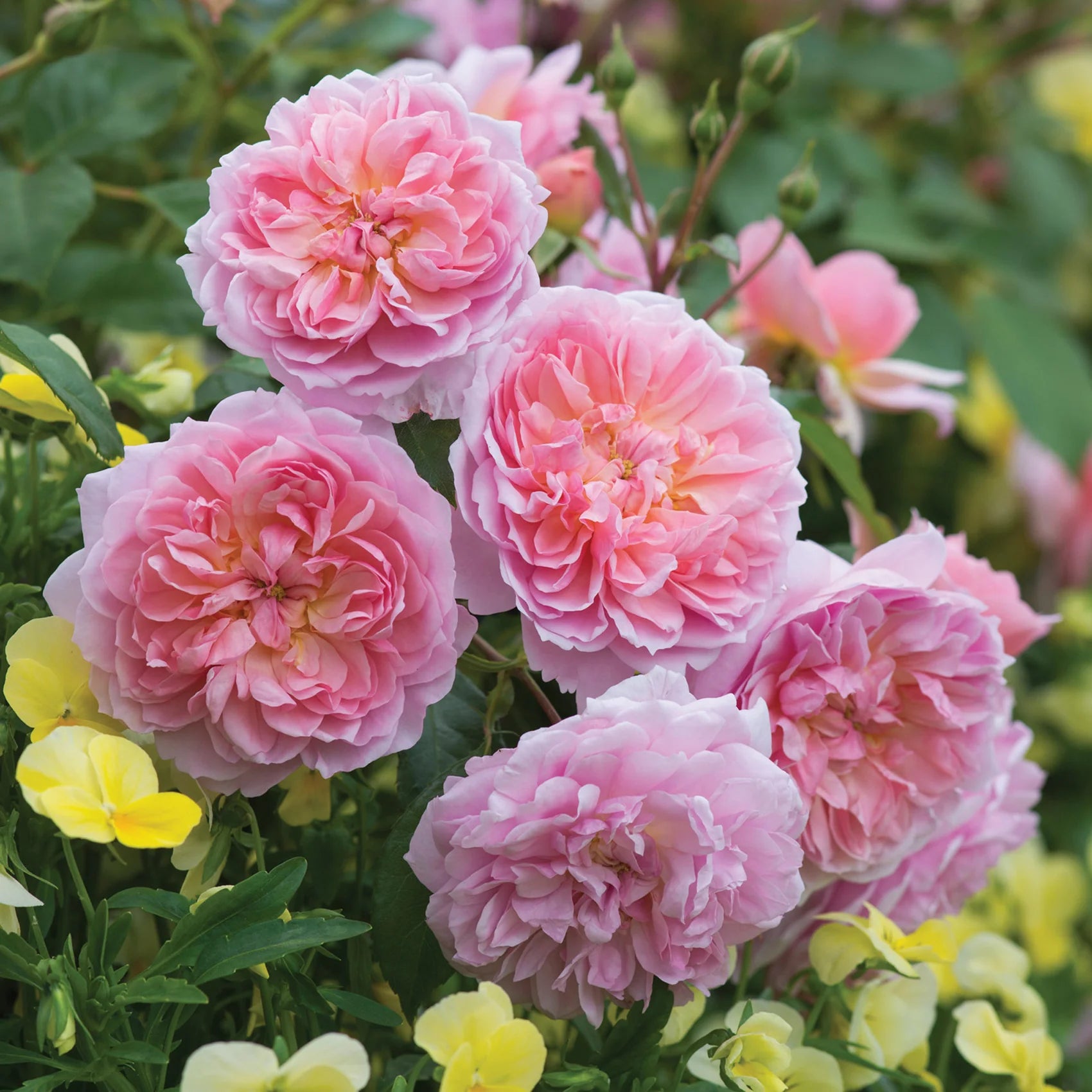 Anne Boleyn English Rose (2 Gallon)