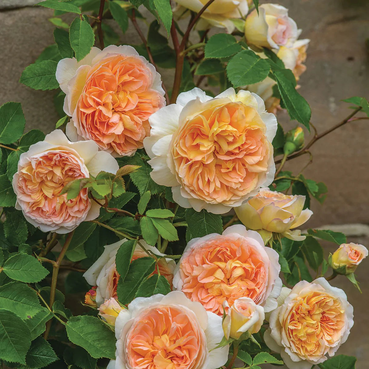 Bathsheba® – Climbing English Rose (5 Gallon)
