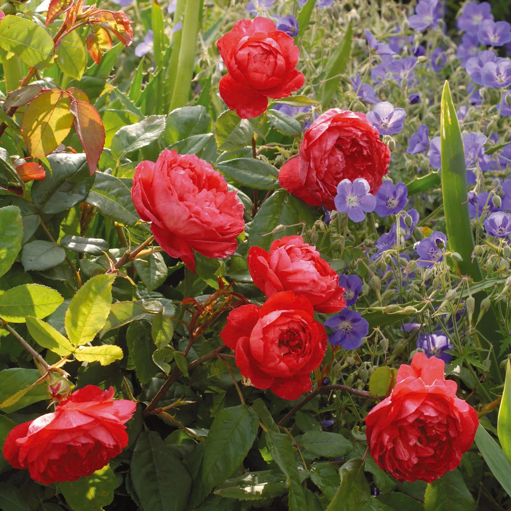 Benjamin Britten® English Rose (5 Gallon)