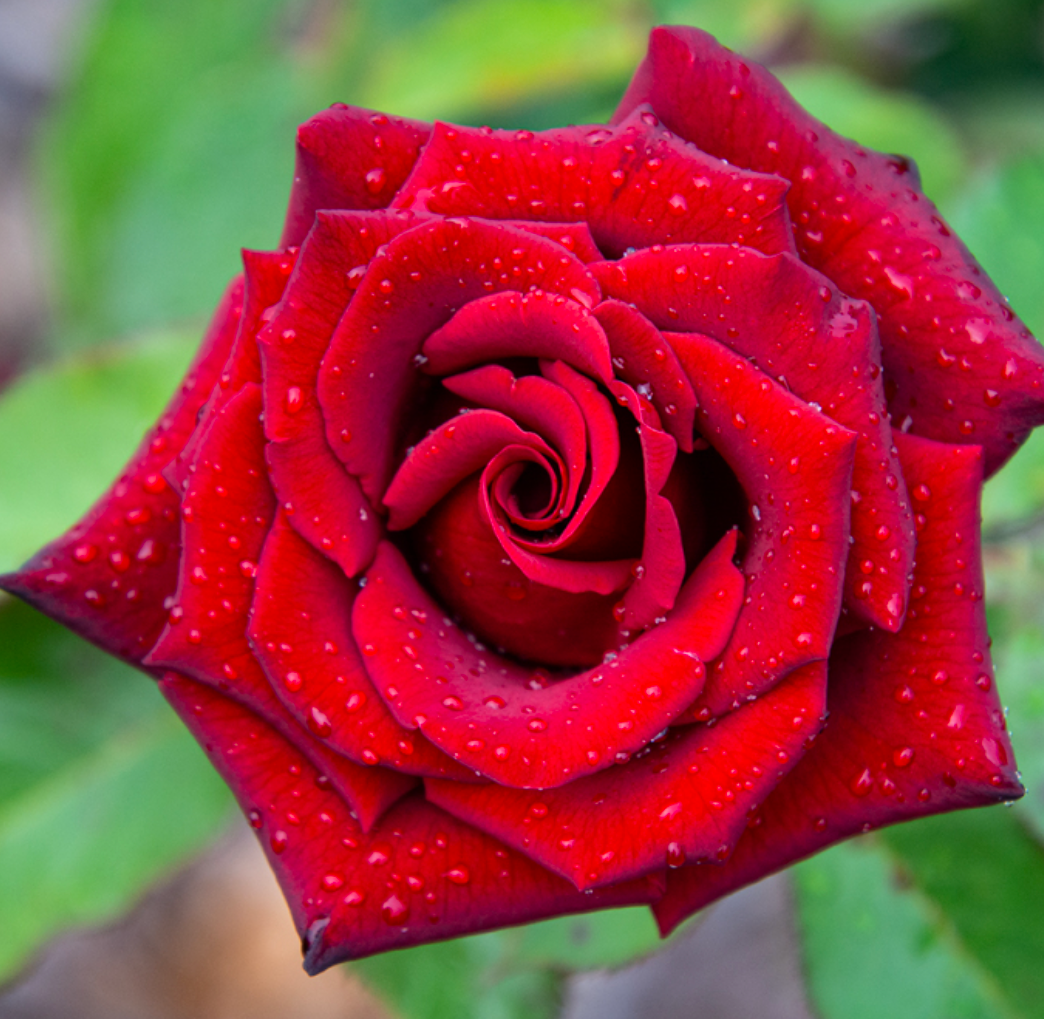 Black Magic Rose (5 Gallon)