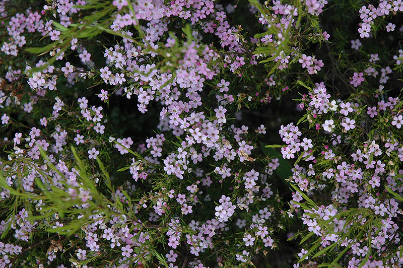 Diosma Pulchellum 'Pink Breath of Heaven' (5 Gallon)