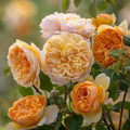 Bring Me Sunshine® English Rose (2 and 5 Gallon)