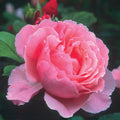 Brother Cadfael® English Rose (5 Gallon)