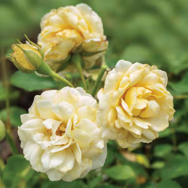Buttercream Drift® Groundcover Rose (2 Gallon)