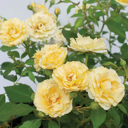 Buttercream Drift® Groundcover Rose (2 Gallon)