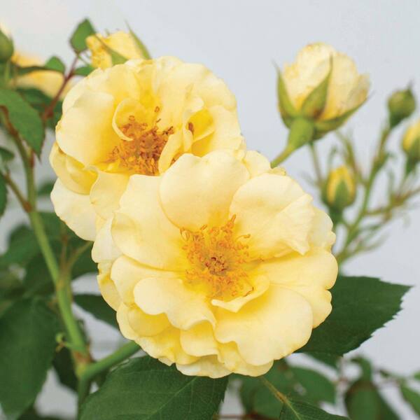Buttercream Drift® Groundcover Rose (2 Gallon)