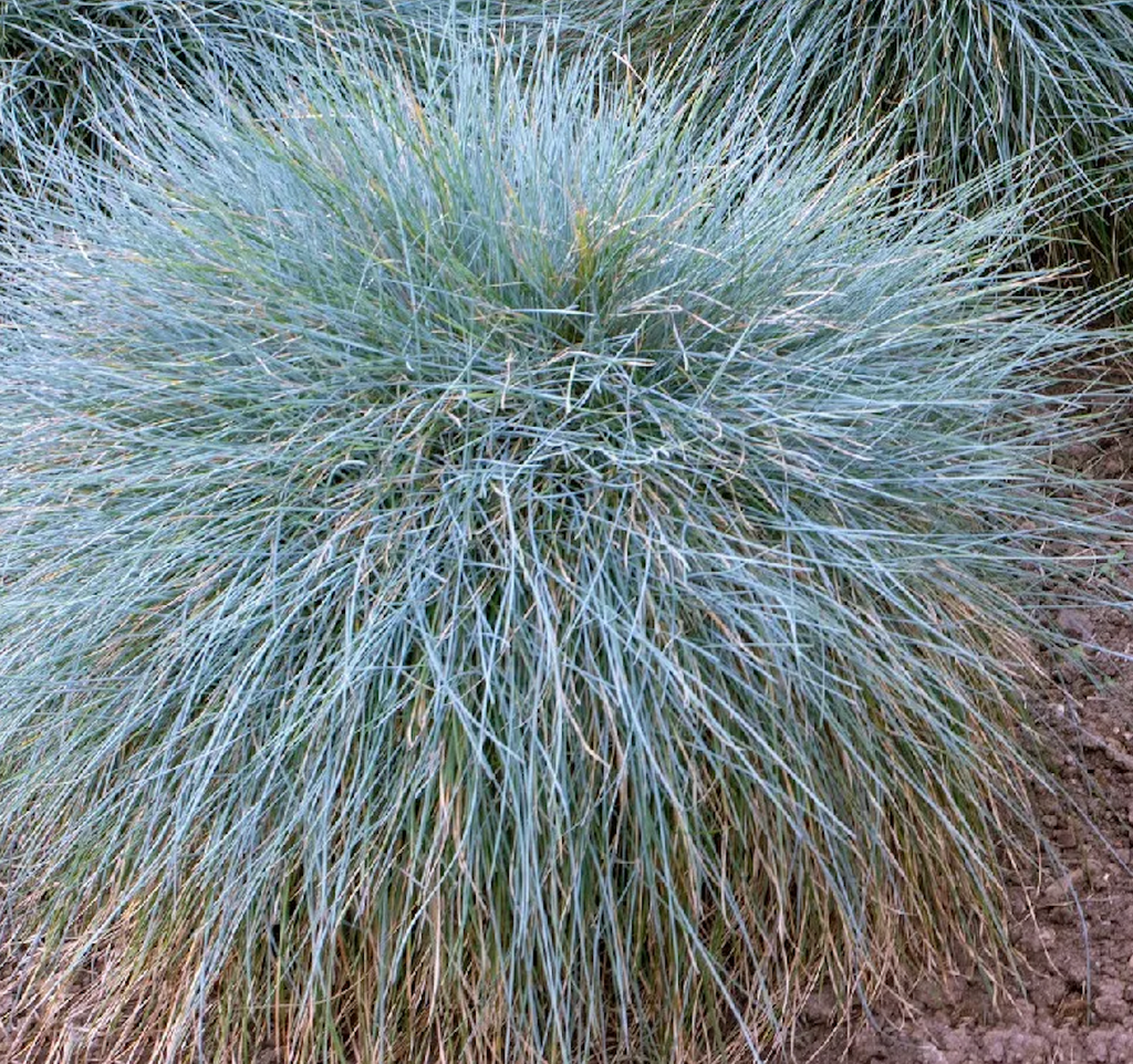 Festuca californica - California Fescue (5 Gallon)