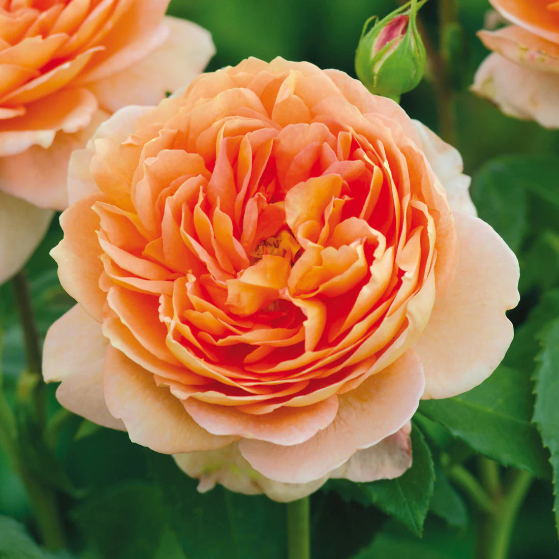 Carding Mill® English Rose (2 Gallon)