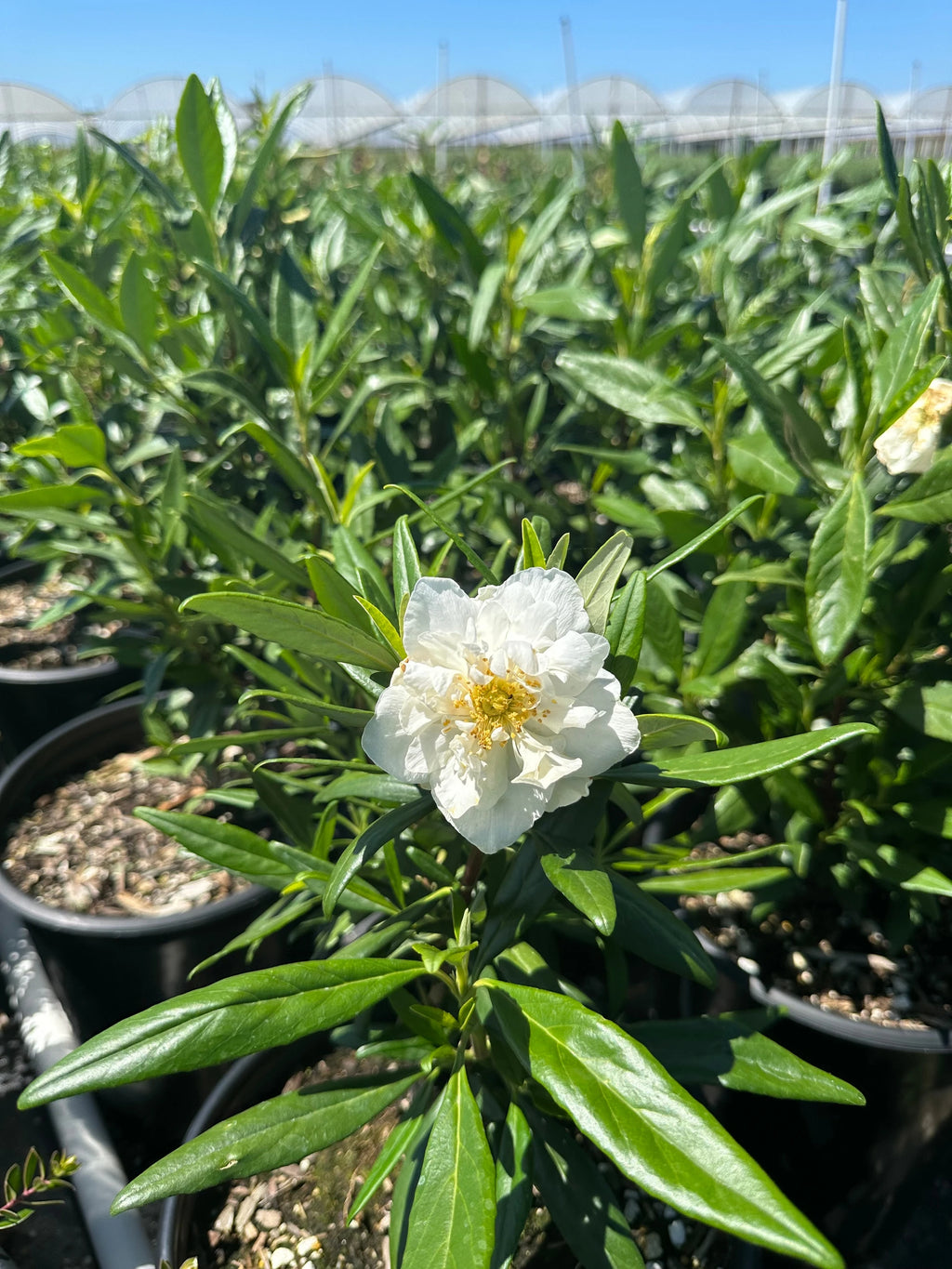 Carpenteria Californica 'Elizabeth' (1 Gallon) Elizabeth Bush Anemone