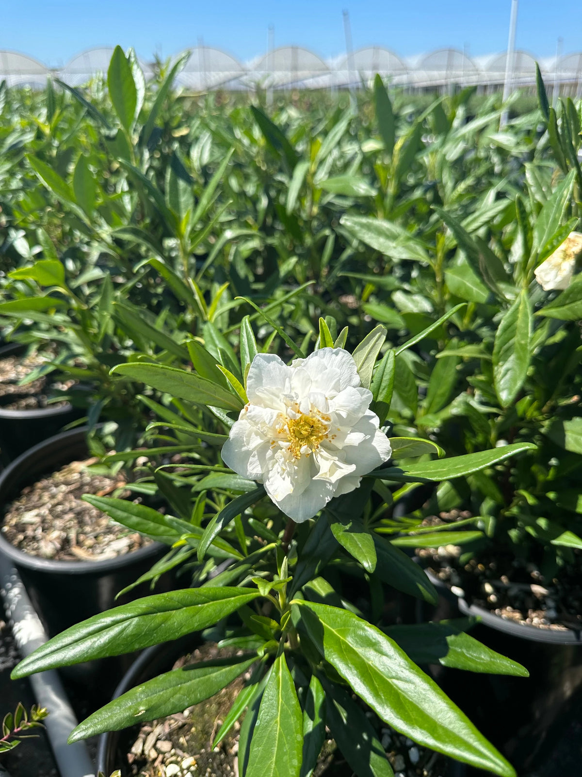 Carpenteria Californica 'Elizabeth' (1 Gallon) Elizabeth Bush Anemone