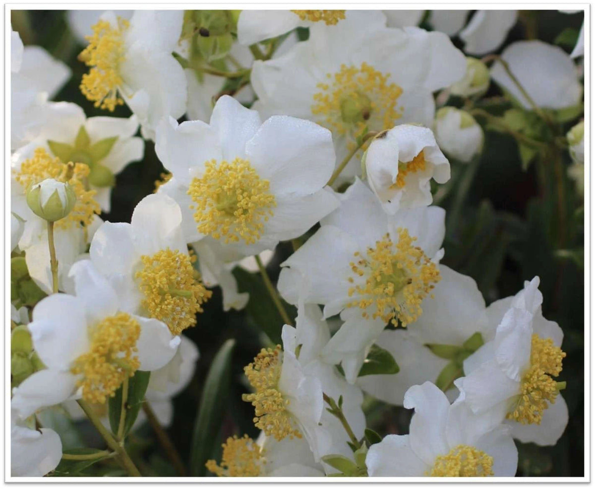 Carpenteria Californica 'Elizabeth' (1 Gallon) Elizabeth Bush Anemone