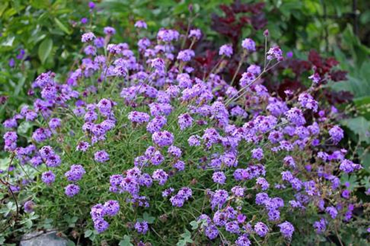 VERBENA lilacina 'De La Mina' (1 Gallon)