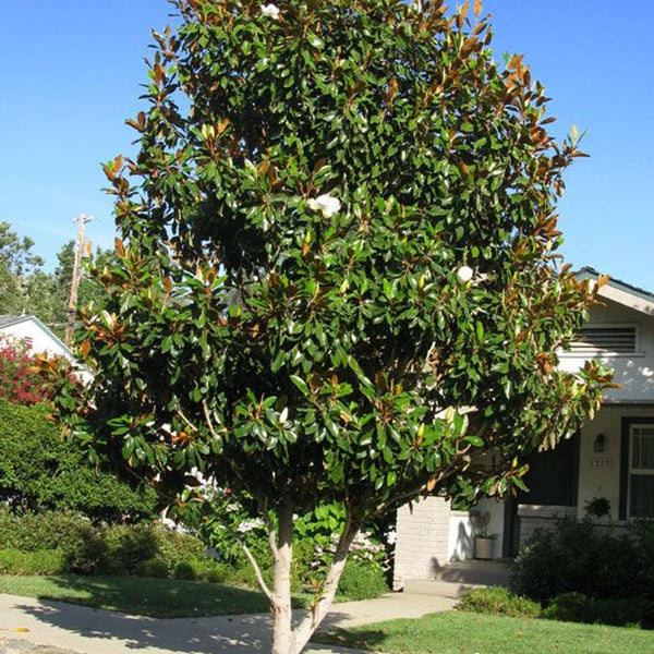 Magnolia grandiflora 'Little Gem'