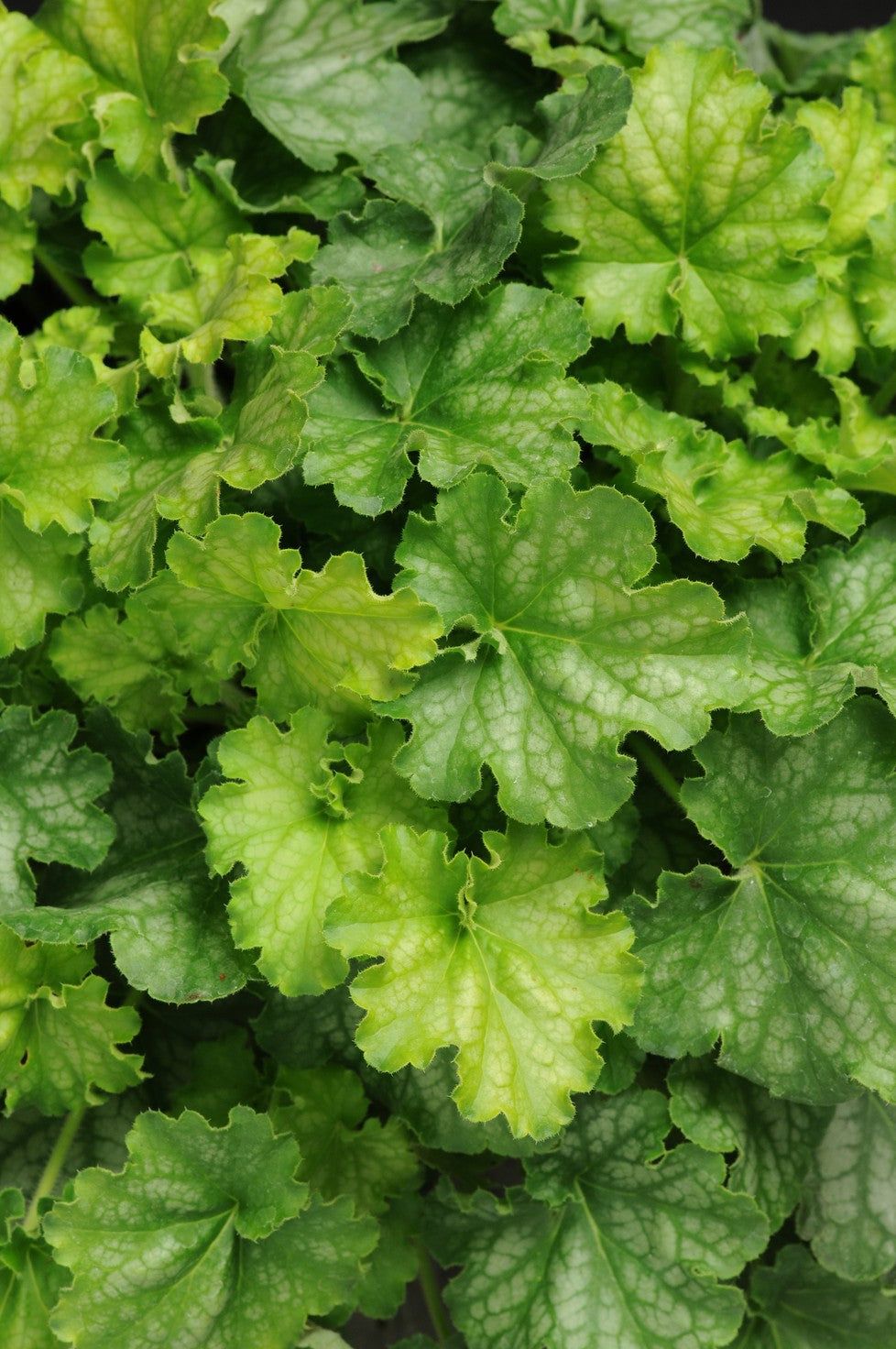 HEUCHERA 'Carnival Limeade' (1 gallon)