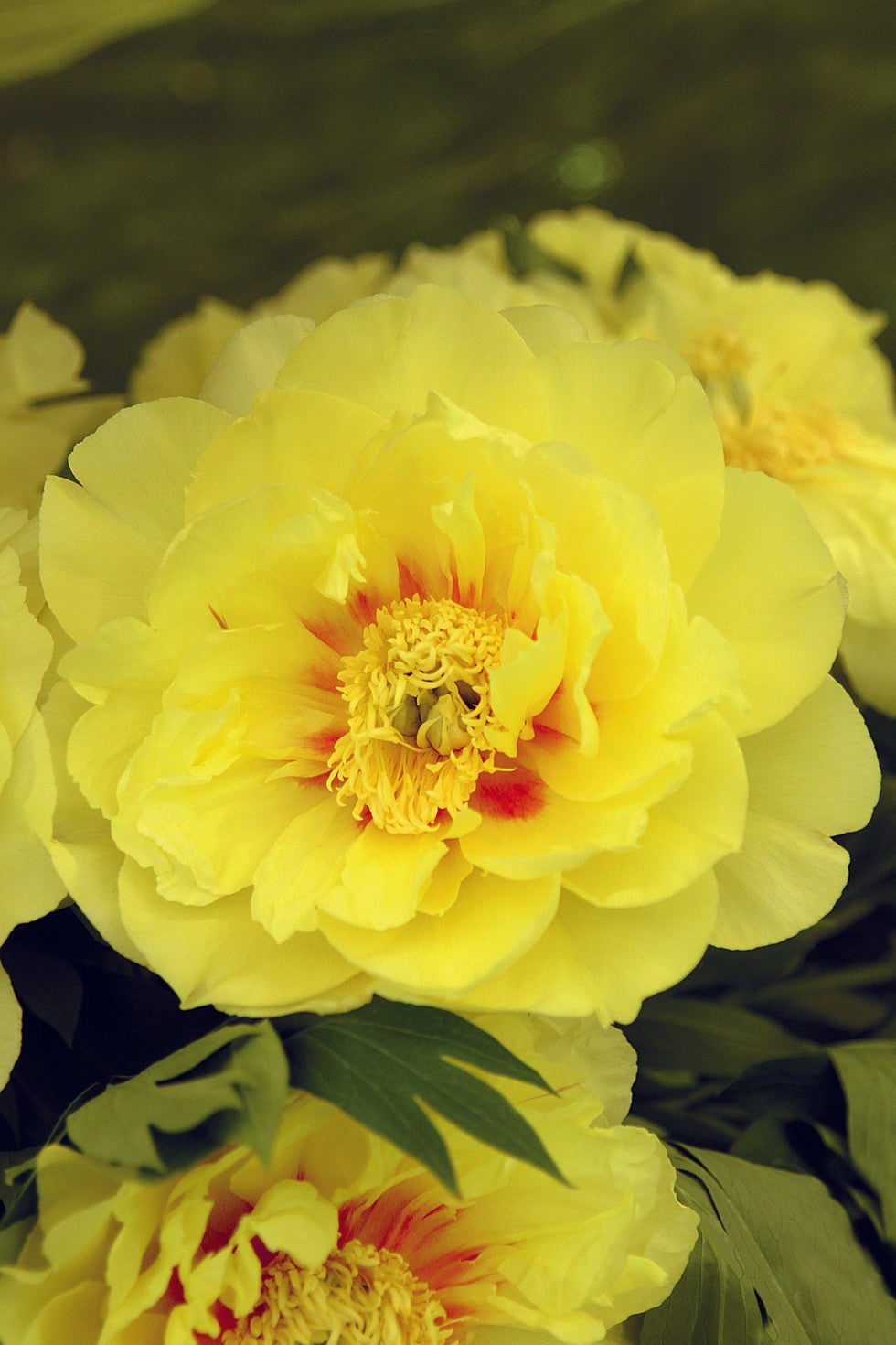 PEONY Itoh 'Bartzella' (2 gallon)