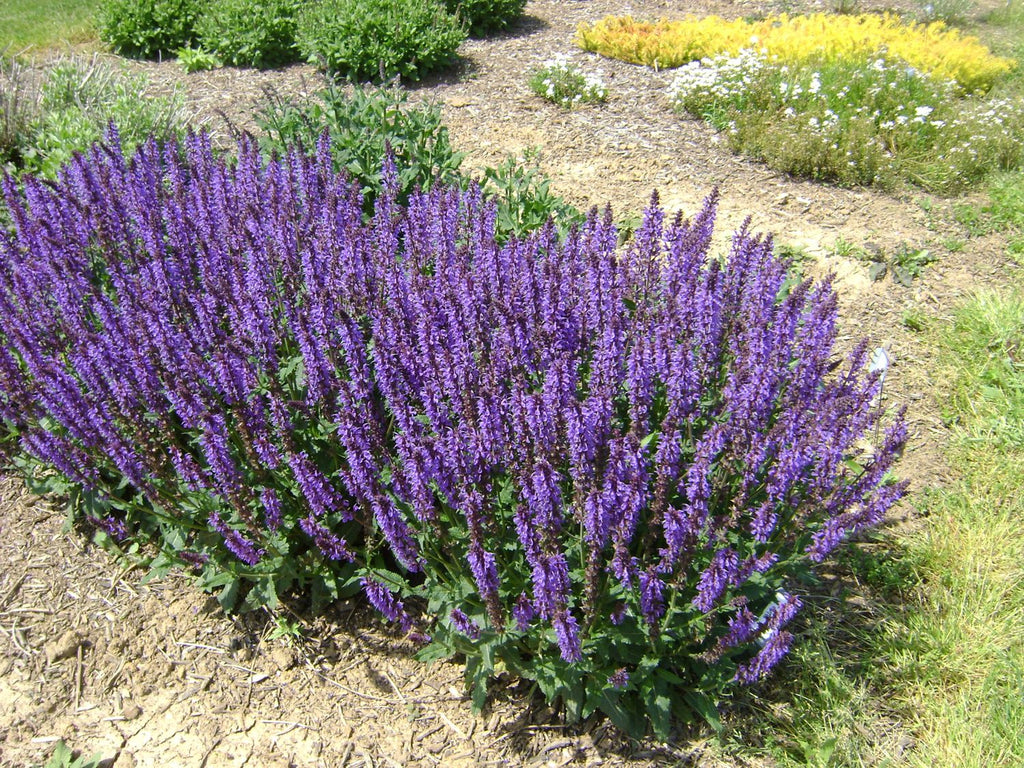 SALVIA nemorosa 'Blue by You' (1 Gallon)