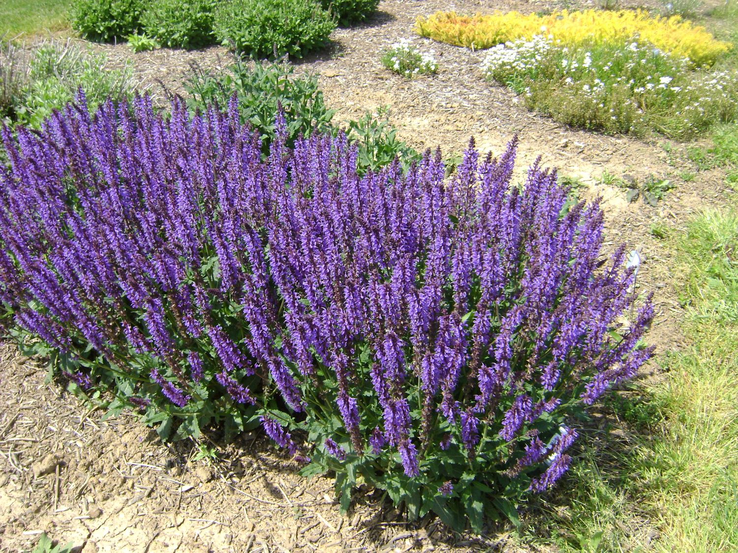 SALVIA nemorosa 'Blue by You' (1 Gallon)