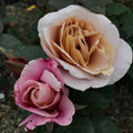 Distant Drums Rose (5 Gallon)