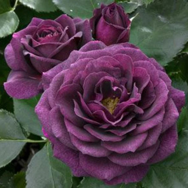 Ebb Tide Rose (5 Gallon)