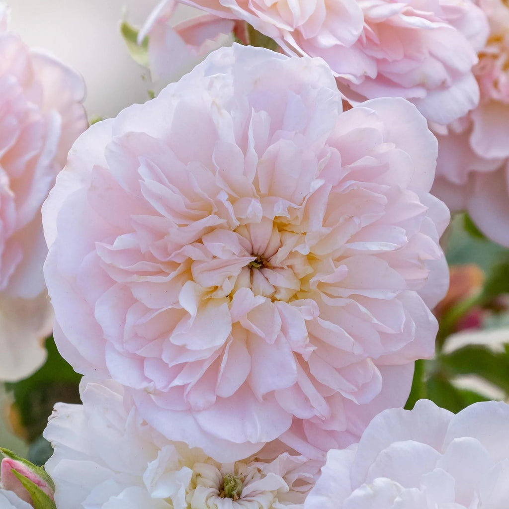 Elizabeth English Rose - 5 Gallon