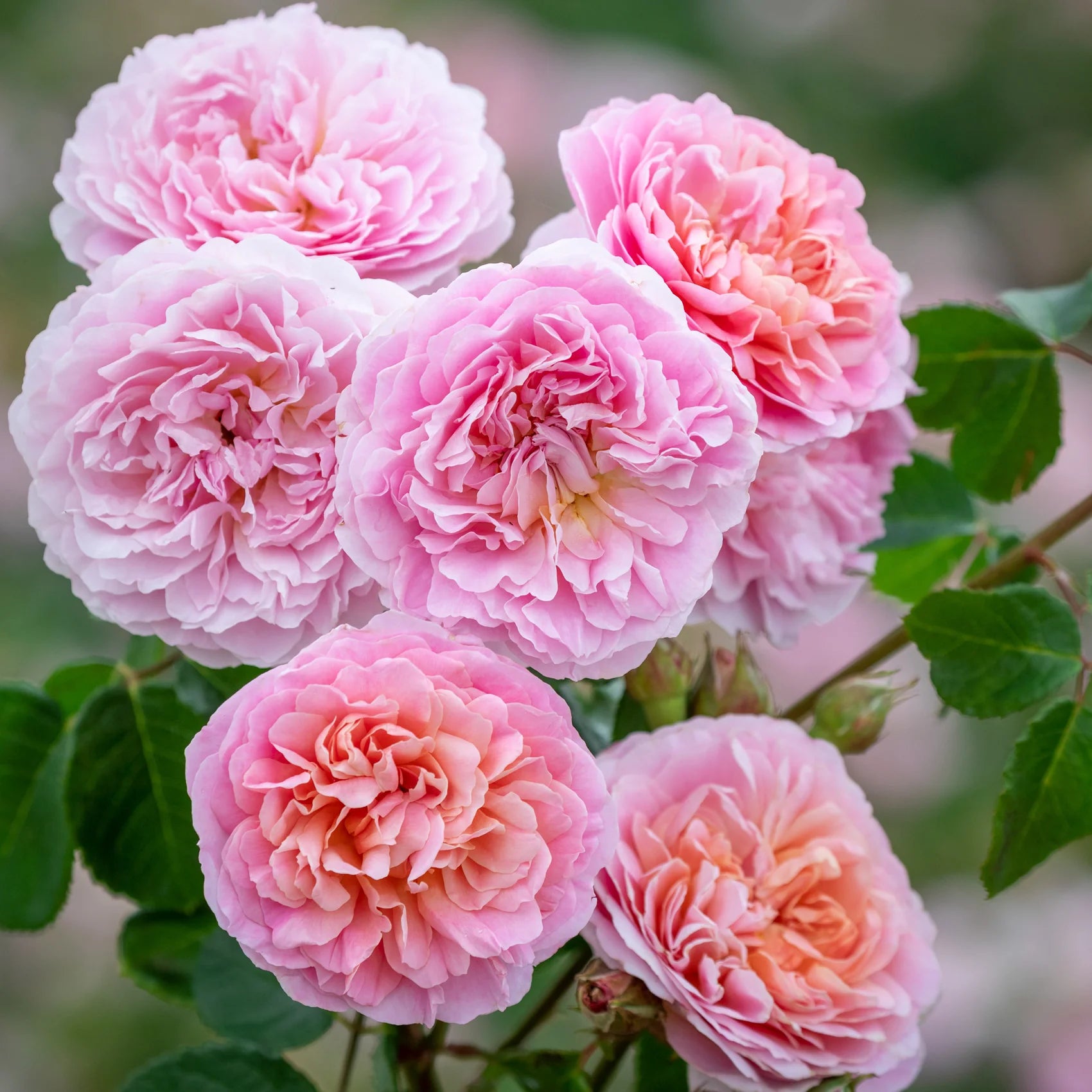 Eustacia Vye® English Rose (2 Gallon)