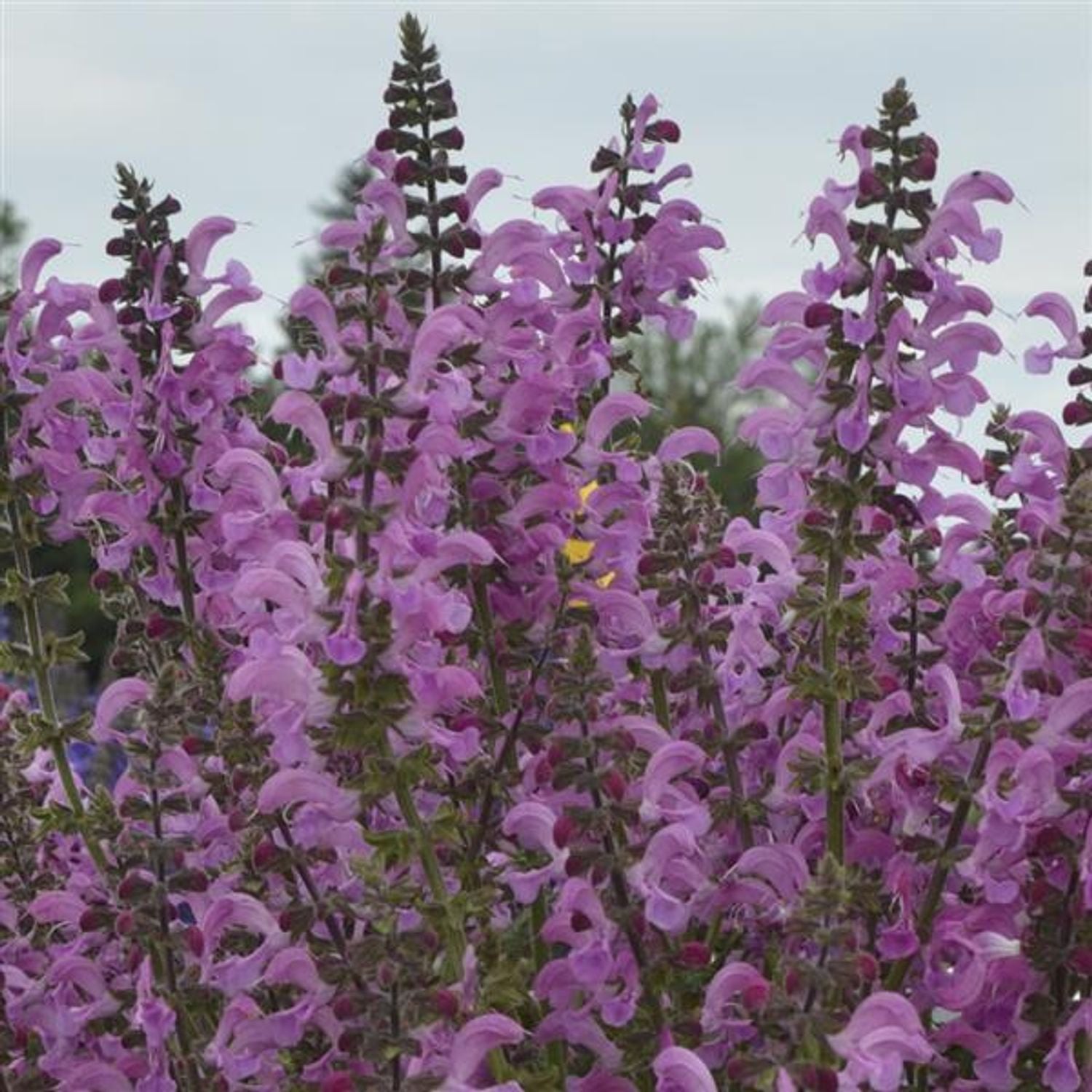 SALVIA p. 'Fashionista® Moulin Rouge' (1 Gallon)