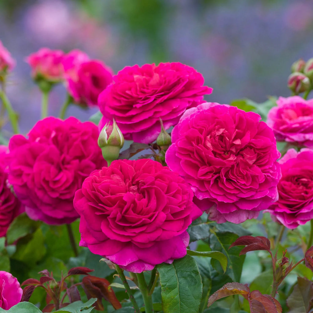 Gabriel Oak® English Rose (5 Gallon)