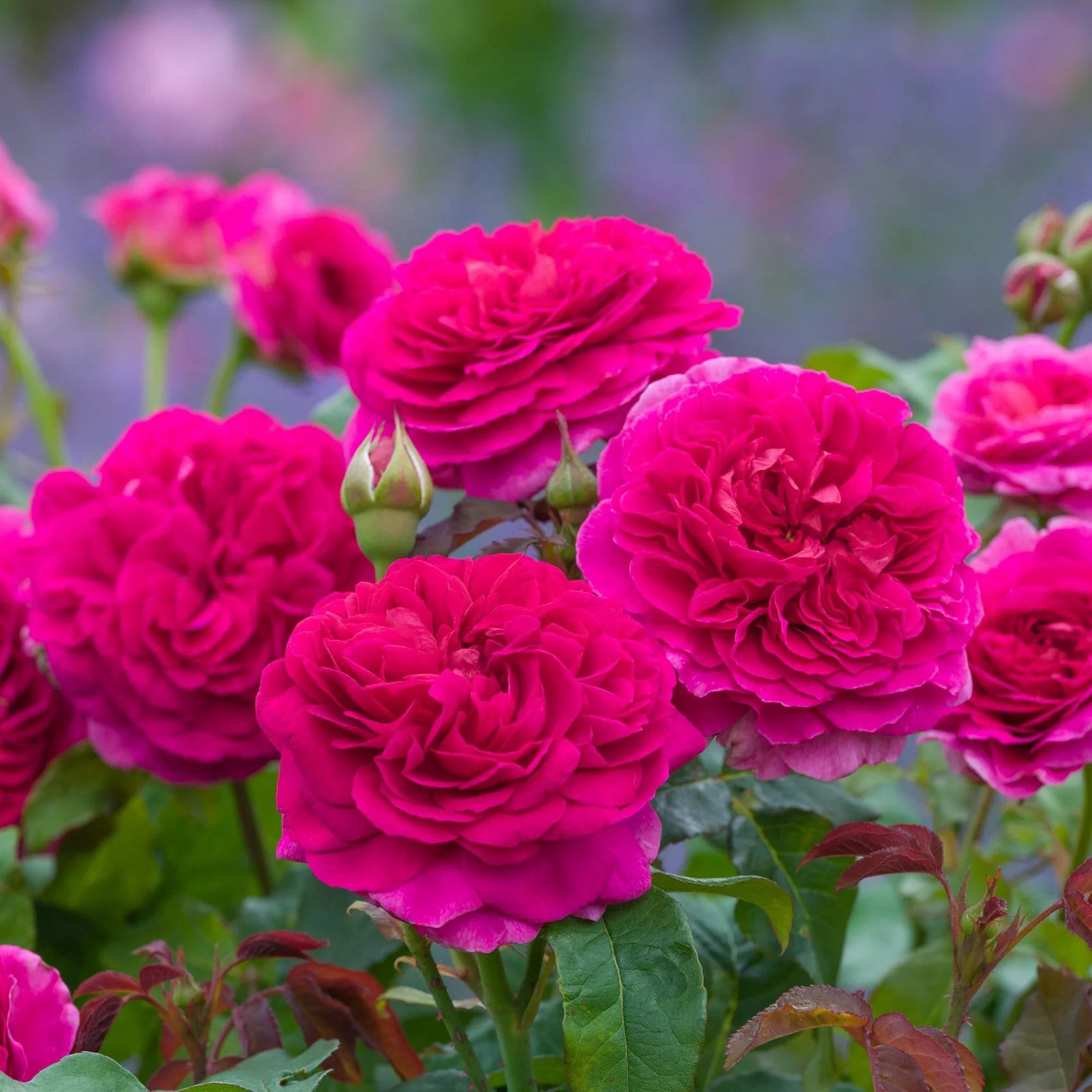 Gabriel Oak® English Rose (5 Gallon)