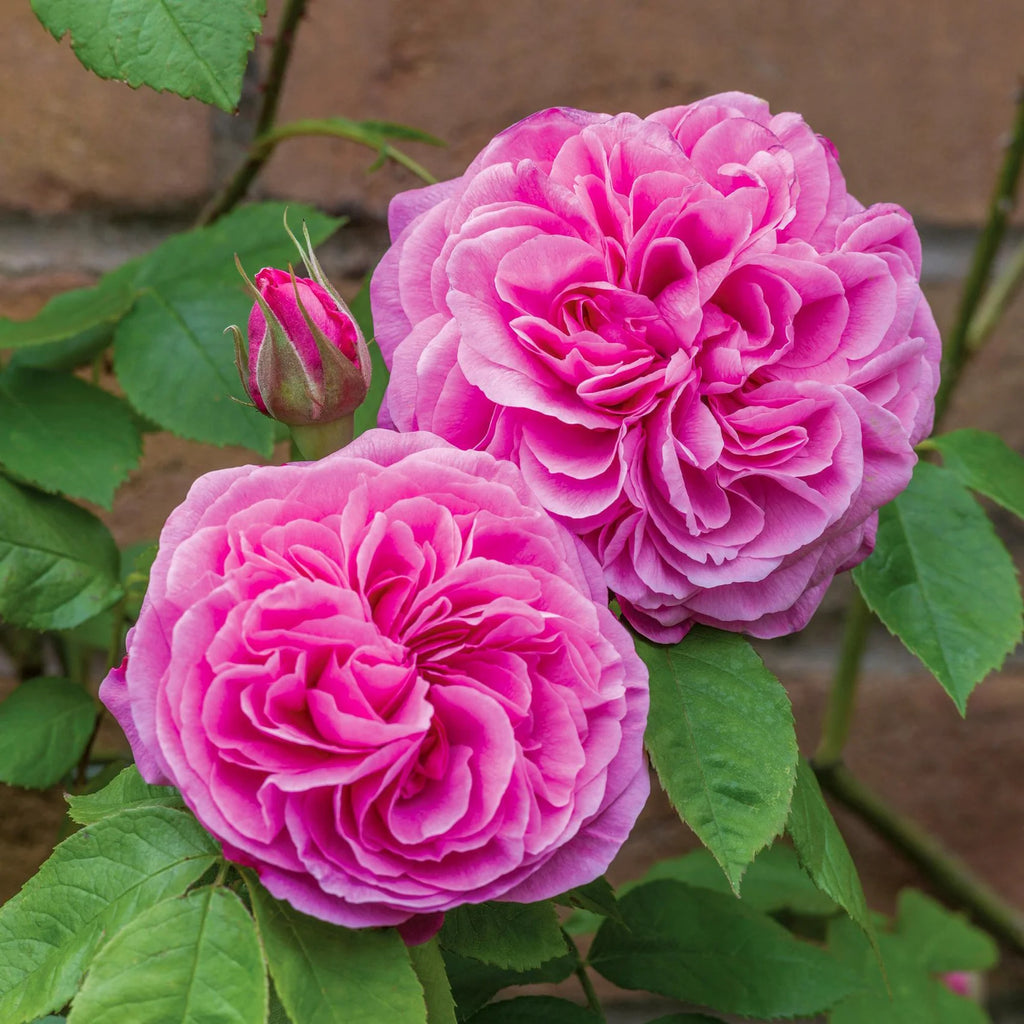 Gertrude Jekyll English Rose (2 Gallon)