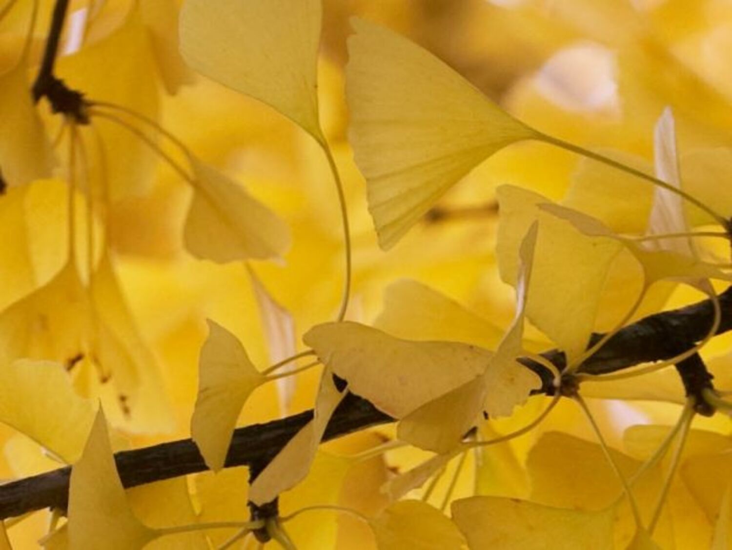 GINKO biloba 'Autumn Gold' (5 Gallon)