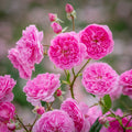 Harlow Carr® English Rose (2 Gallon)