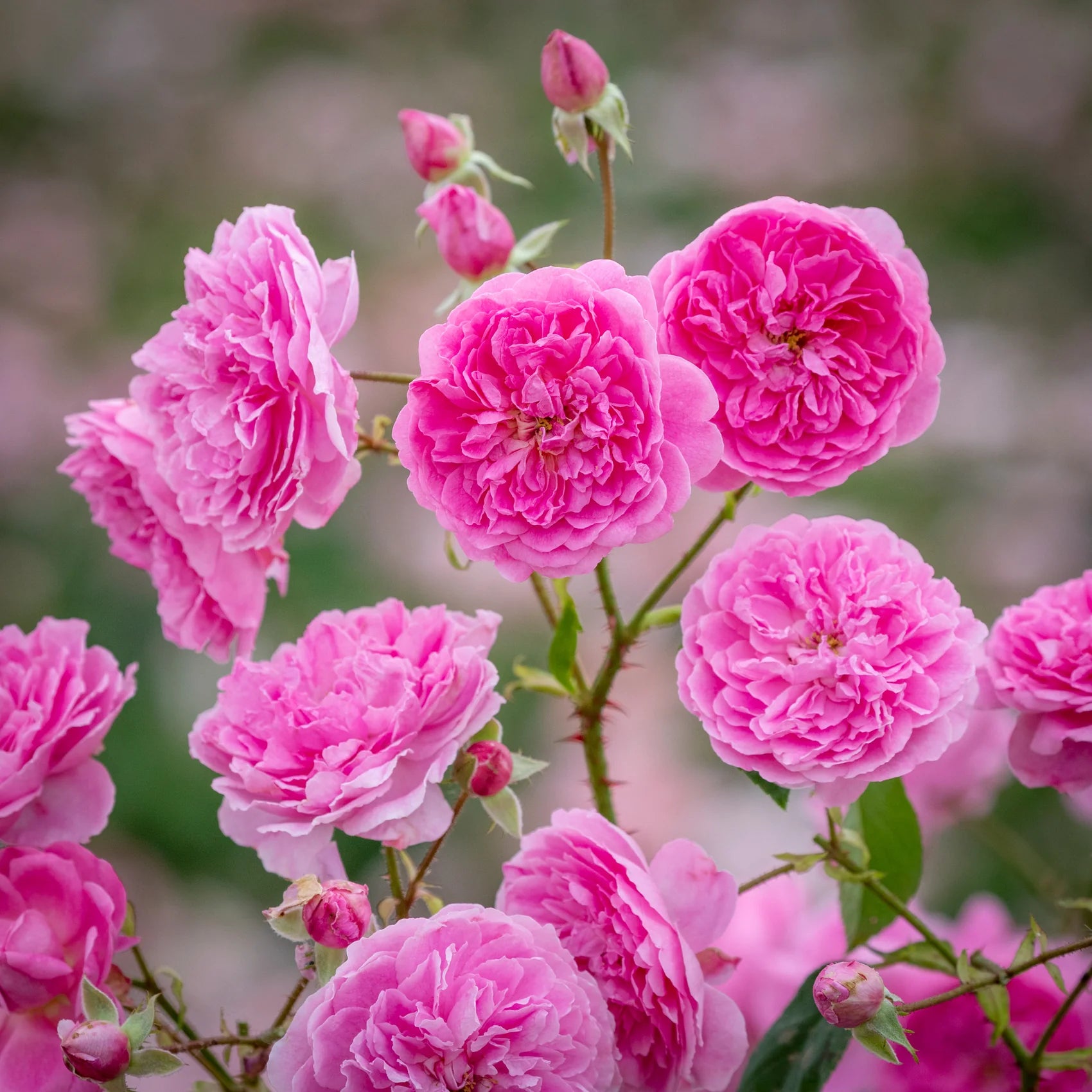 Harlow Carr® English Rose (2 Gallon)