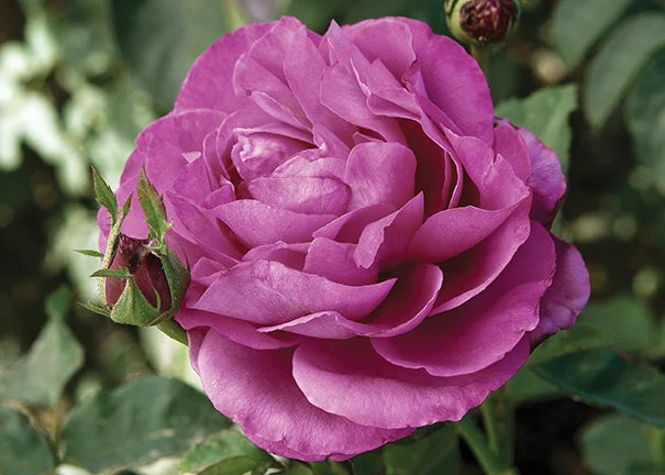 Heirloom Rose (5 Gallon)