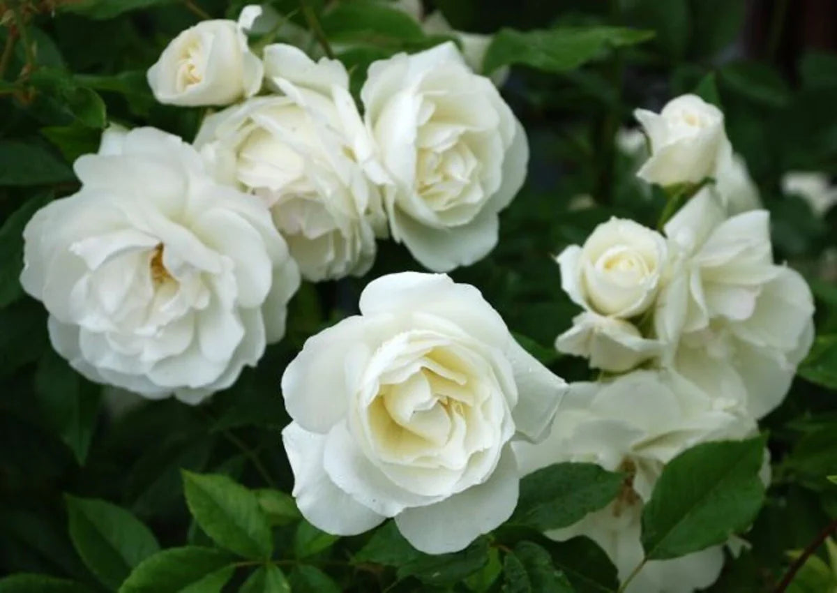Iceberg Rose Shrub (5 Gallon)