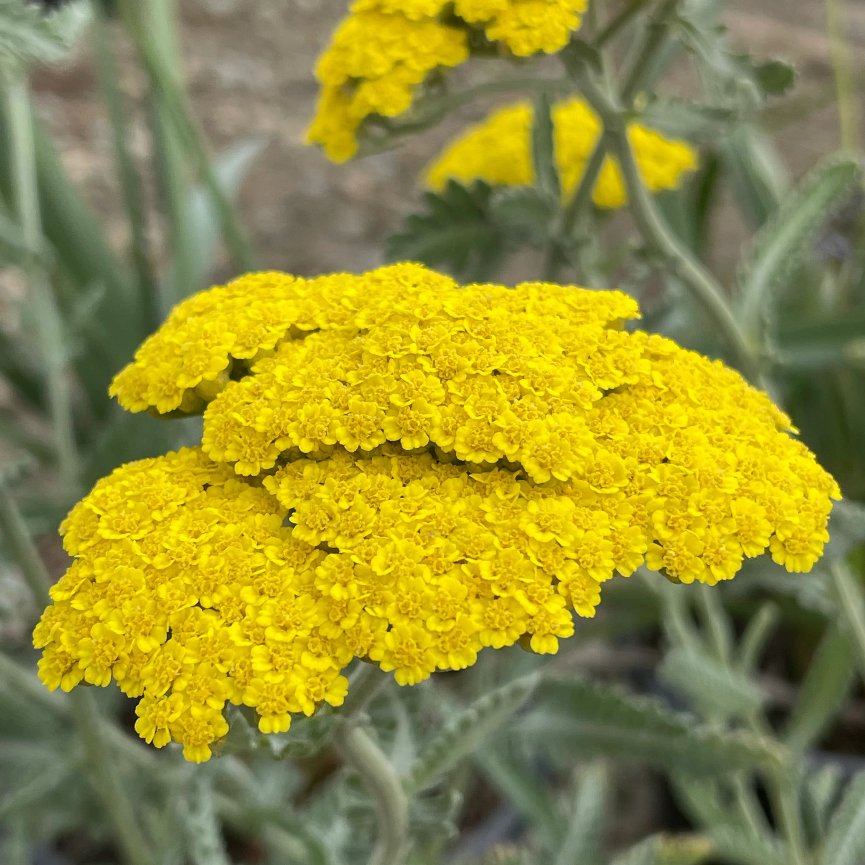 ACHILLEA m. 'Little Moonshine' Yellow