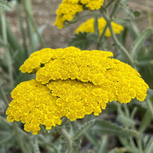 ACHILLEA m. 'Little Moonshine' Yellow