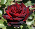 Ink Spots Rose (5 Gallon)