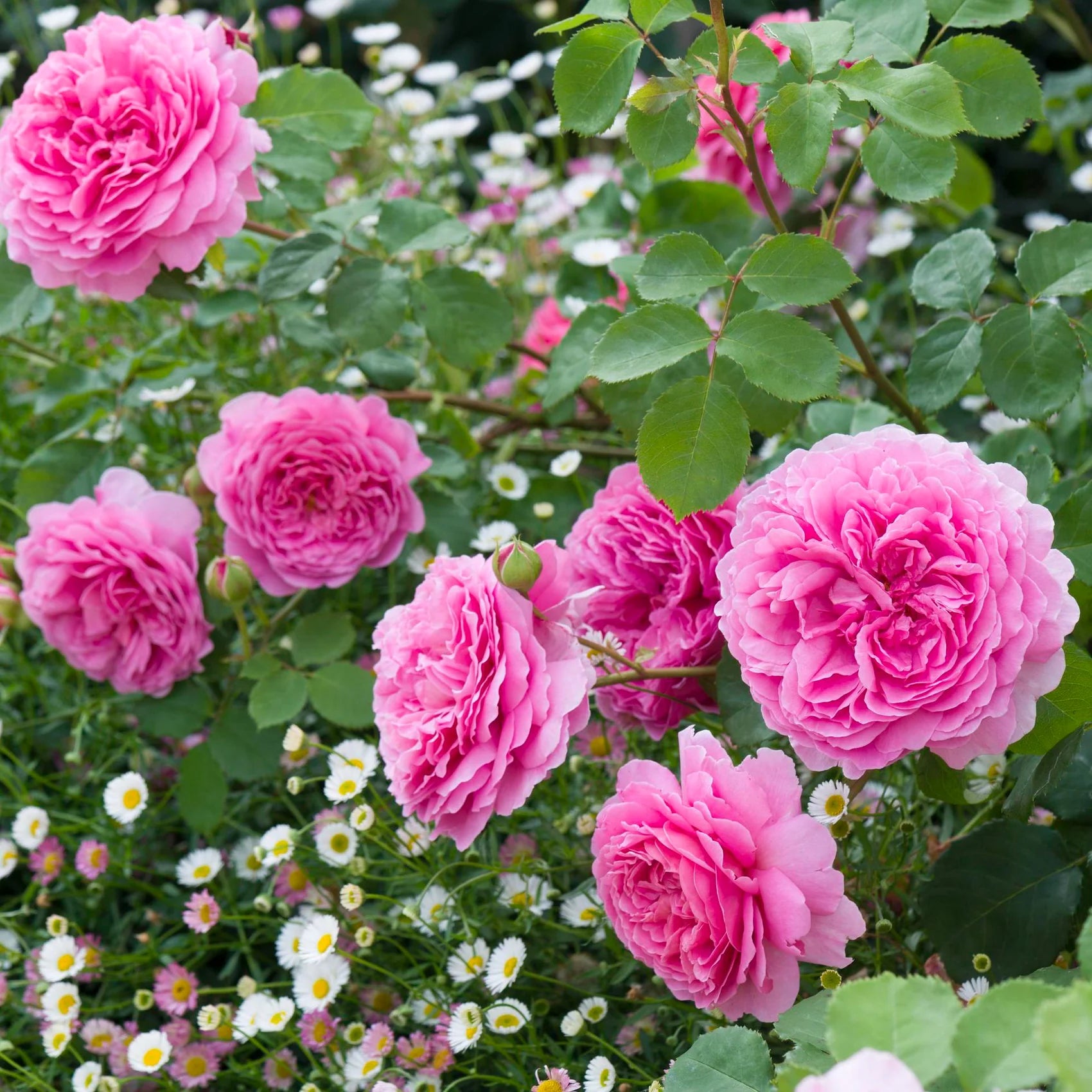 Princess Alexandra of Kent® English Rose (5 Gallon)
