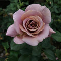 Koko Loco™ Rose (5 Gallon)