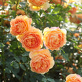 Lady of Shalott® English Rose (5 Gallon)