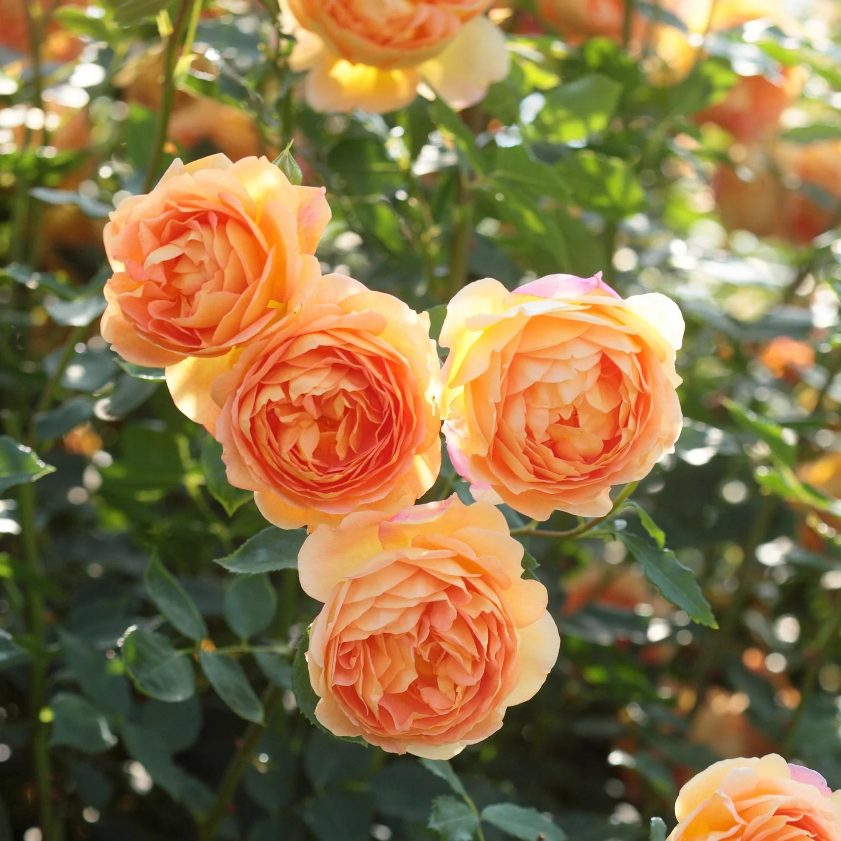 Lady of Shalott® English Rose (5 Gallon)
