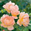 The Lark Ascending® English Rose (5 Gallon)