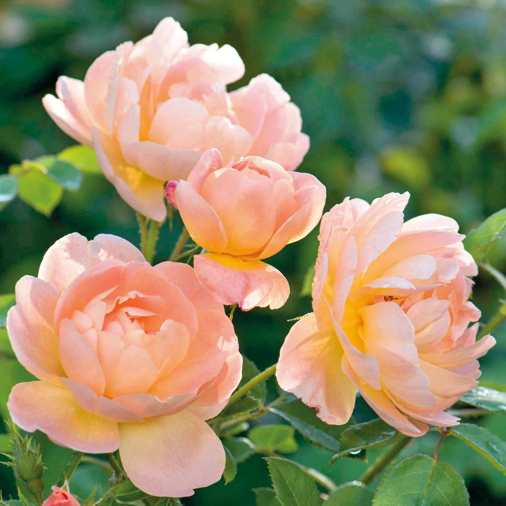 The Lark Ascending® English Rose (5 Gallon)