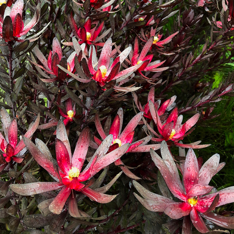 Leucadendron 'Ebony' (3 gallon)
