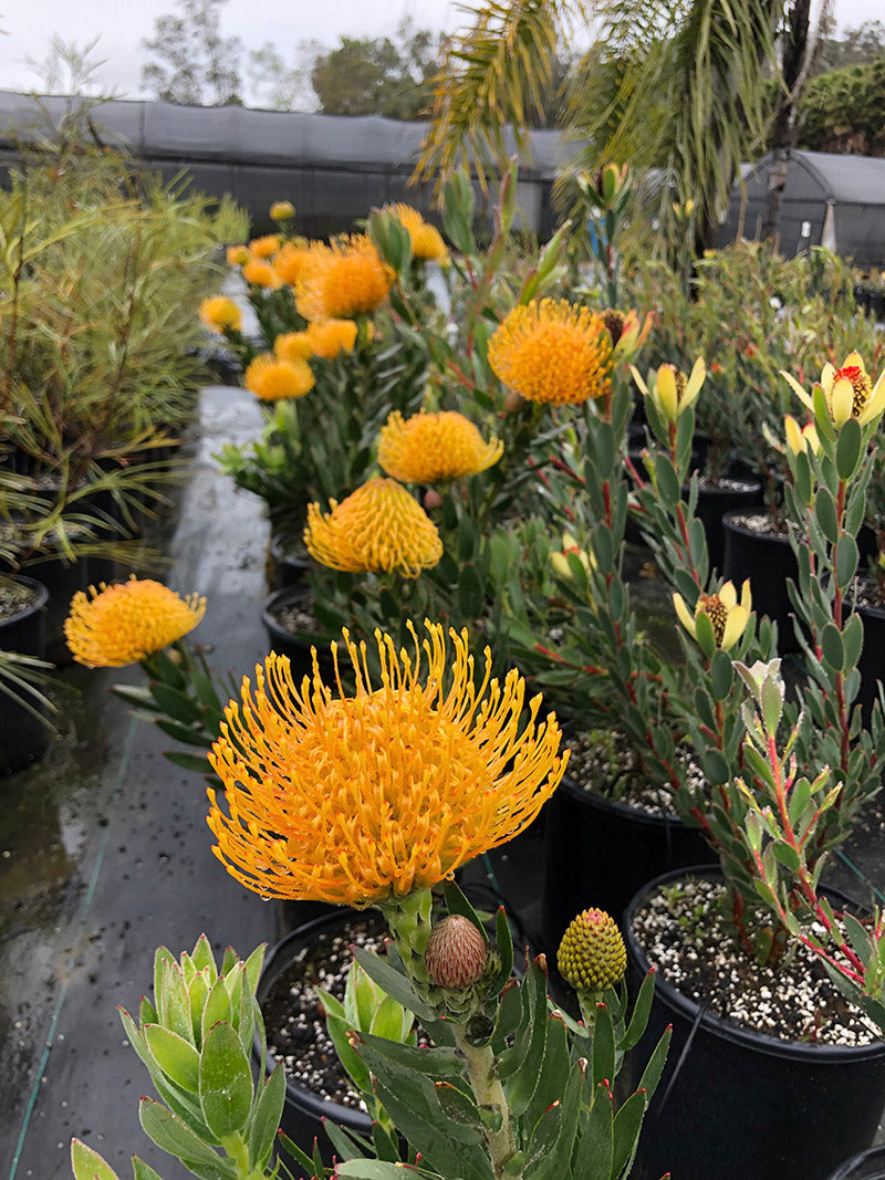Leucospermum cuneiforme 'Goldie' (5 gallon)