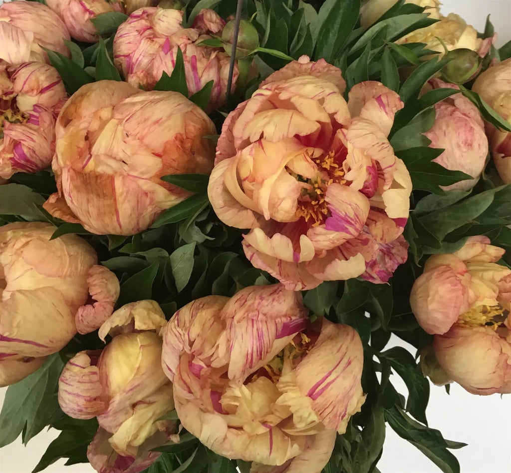 PEONY Itoh 'Lollipop' (2 gallon)